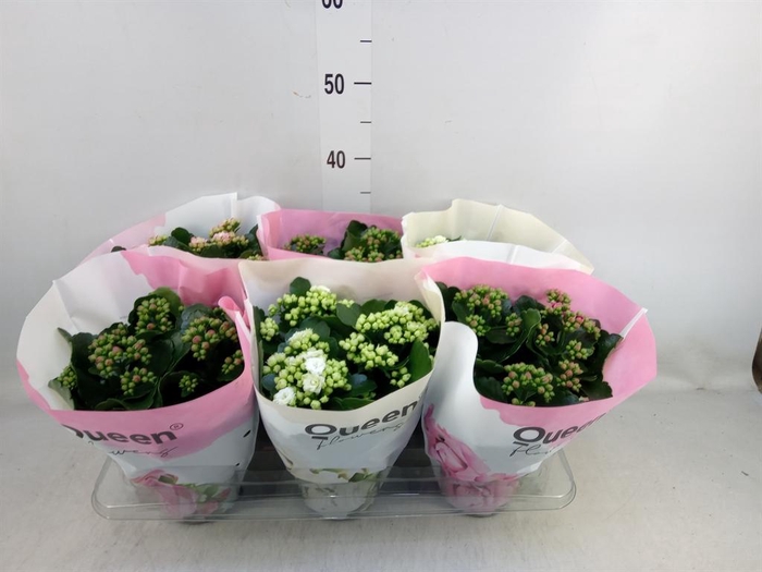 <h4>Kalanchoe blos. ..rosebud mix GR</h4>