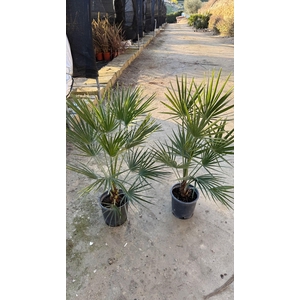 CHAM HUMILIS