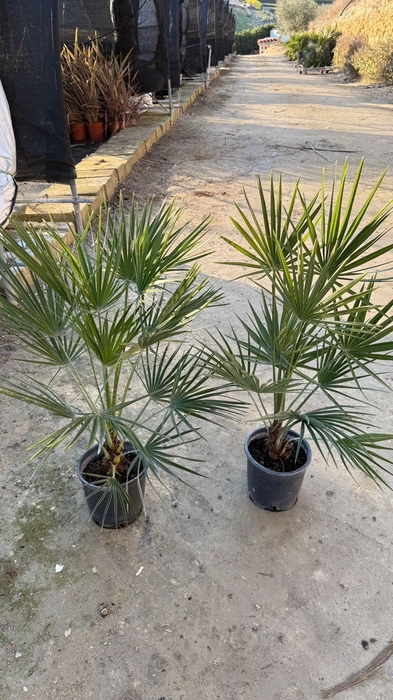 <h4>CHAM HUMILIS</h4>