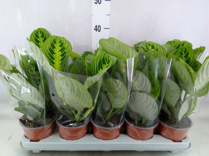 <h4>Maranta leuc. 'Lemon'</h4>
