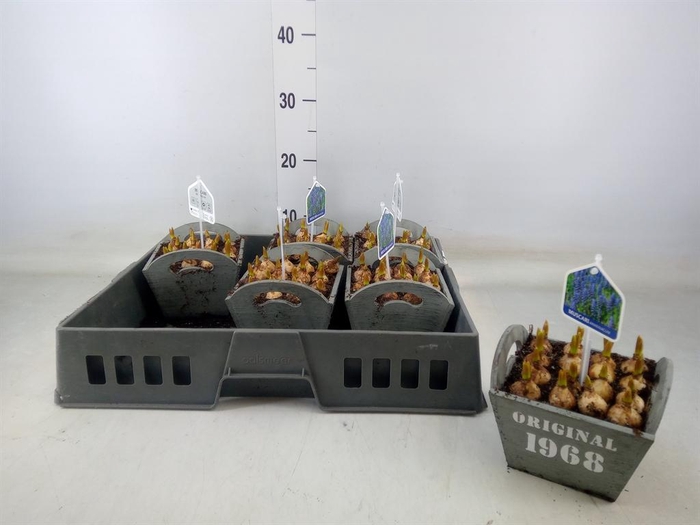 <h4>Arr.  Muscari L%</h4>