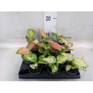 Aglaonema   ...