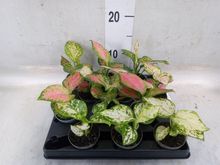 <h4>Aglaonema   ...</h4>