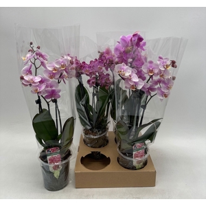 PHAL GEM