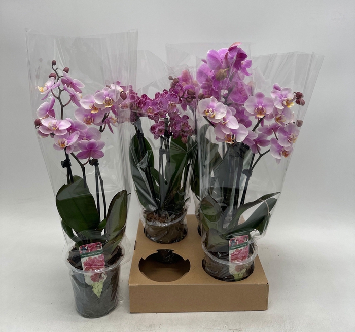 <h4>PHAL GEM</h4>