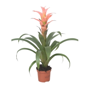 Guzmania gemengd