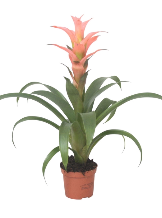 <h4>Guzmania gemengd</h4>