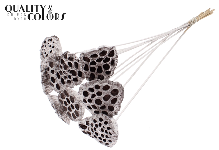 <h4>Lotus 5-7cm on stem Champagne</h4>