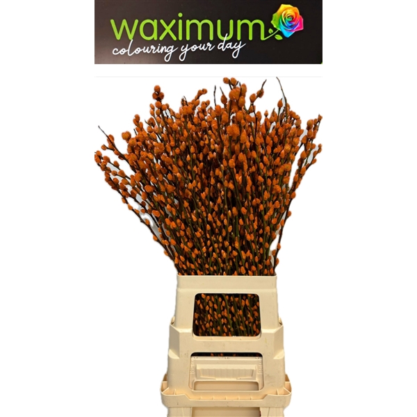 <h4>Salix wilgenkatjes Oranje</h4>