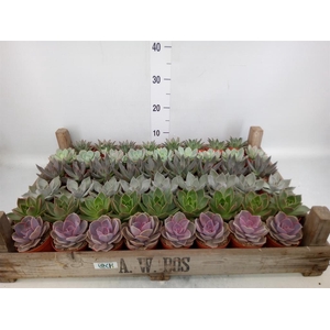 Echeveria   ...