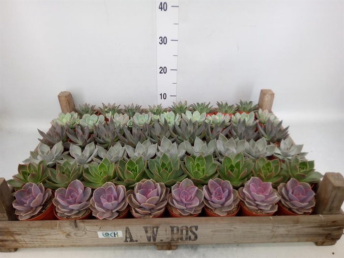 <h4>Echeveria   ...</h4>