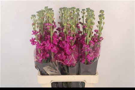 <h4>Matth Phantom Red</h4>