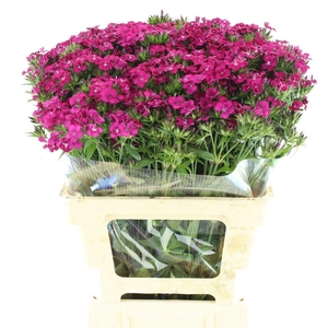 DI BARB AM NEON CHER