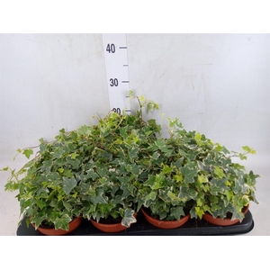 Hedera helix 'Eva'