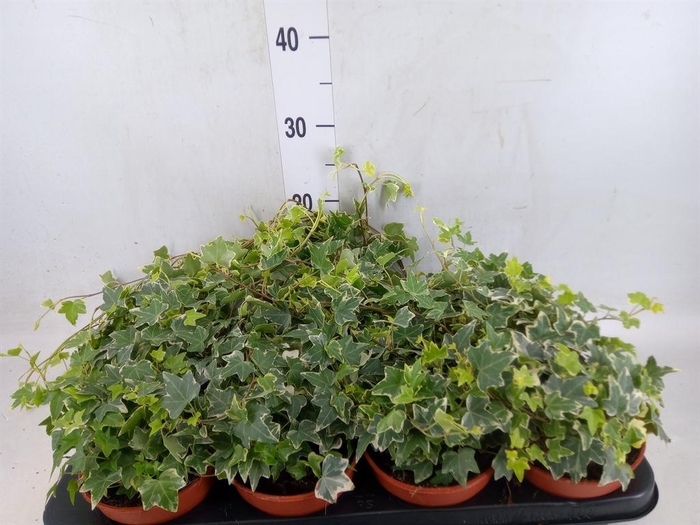 <h4>Hedera helix 'Eva'</h4>