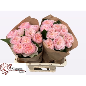 R GR TENDER LOVE