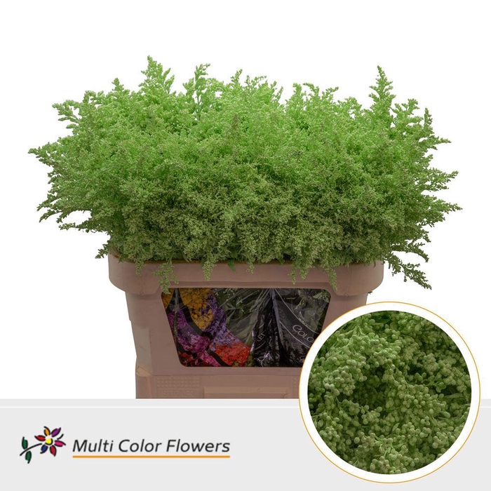 <h4>Solidago   ...colored  H%</h4>