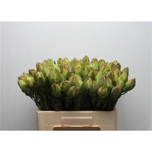 Leucad Discolor Green