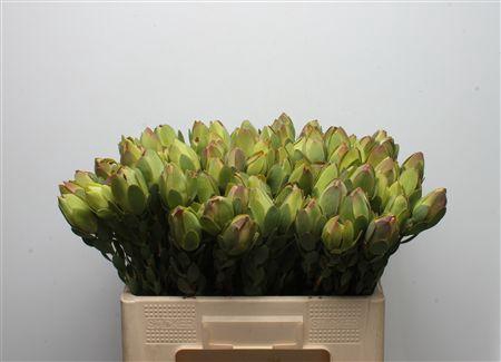 <h4>Leucad Discolor Green</h4>