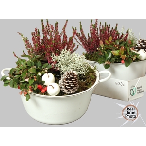 ARR TUINPLANTEN