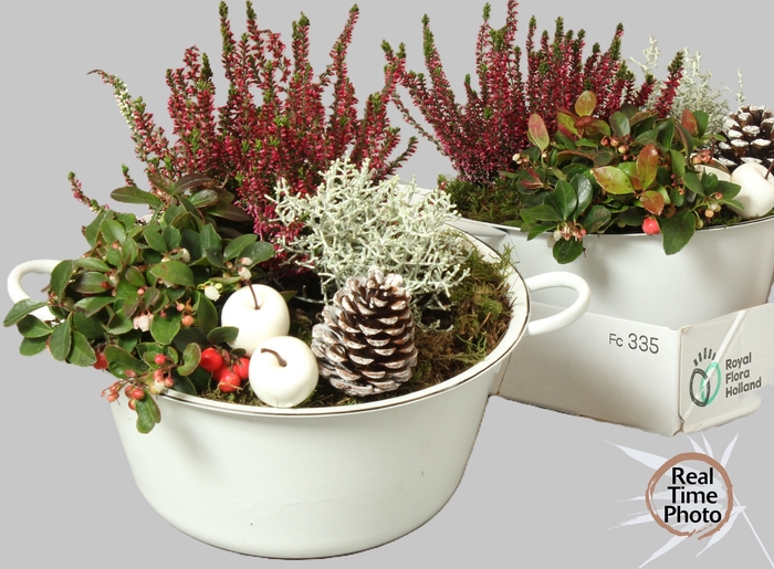 <h4>ARR TUINPLANTEN</h4>