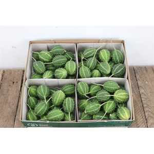Sier Cucumis Canoxii X 4 Holl