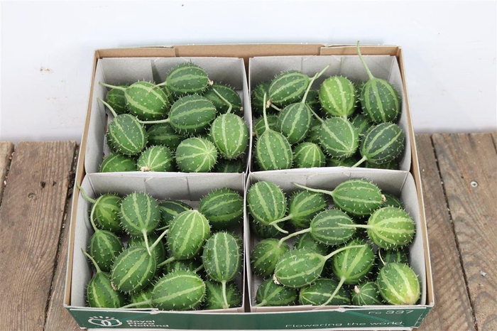 <h4>Sier Cucumis Canoxii X 4 Holl</h4>