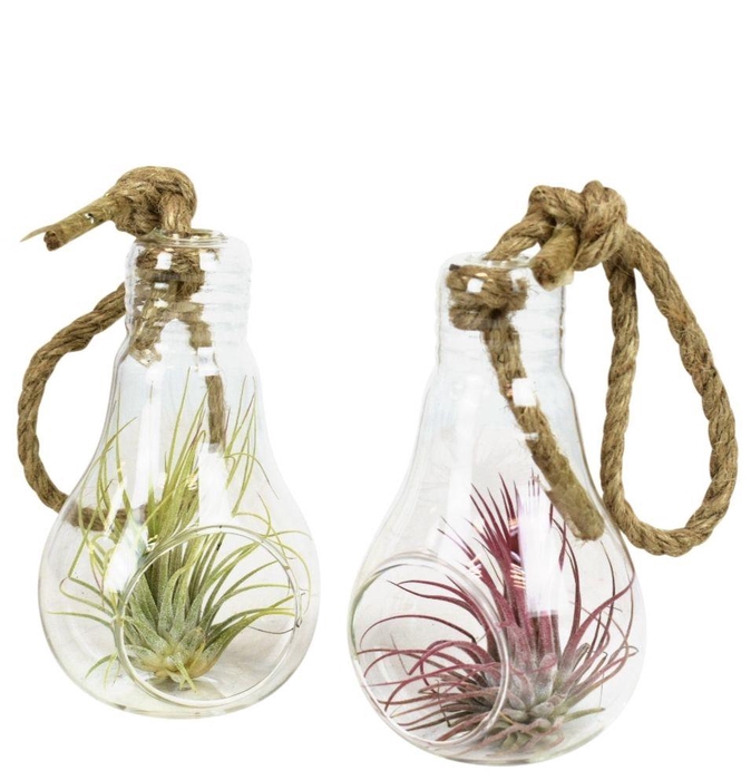 <h4>ARR TILLANDSIA</h4>
