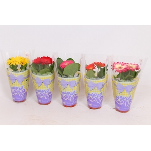 Gerbera Colourgame Pasen lengte 22-27
