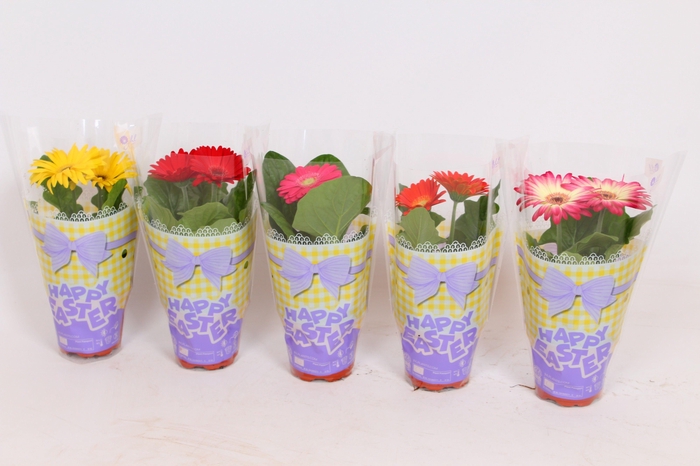 <h4>Gerbera Colourgame Pasen lengte 22-27</h4>