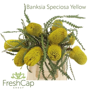 Banksia Speciosa Yellow