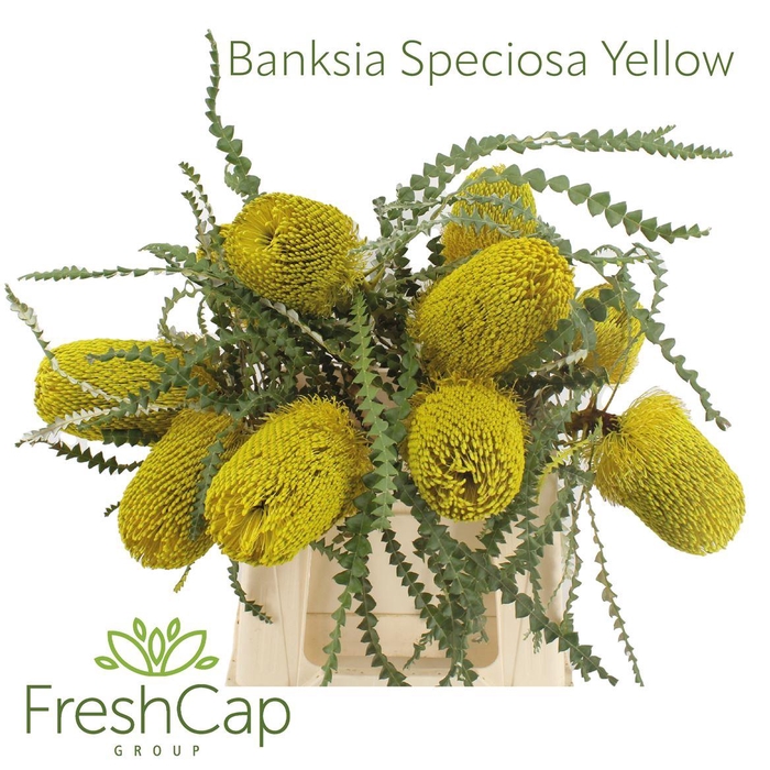 <h4>Banksia Speciosa Yellow</h4>