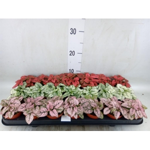 Hypoestes phyllo.   ...mix