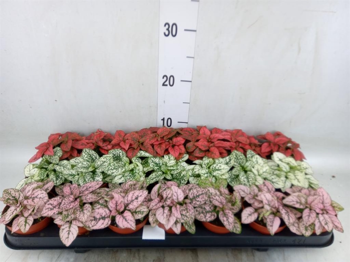 <h4>Hypoestes phyllo.   ...mix</h4>