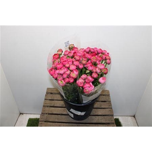 Ranunculus Elegance Hot Pink