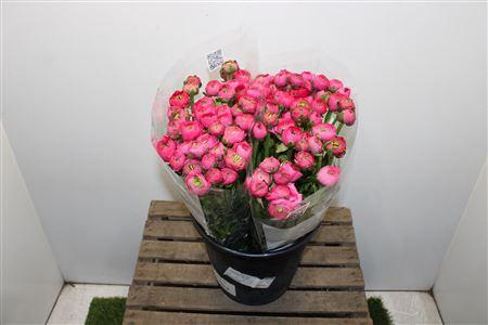 <h4>Ranunculus Elegance Hot Pink</h4>