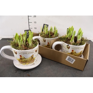 * Arr Ptnp4505 Kop & Schotel & Narcis Tete A Tete