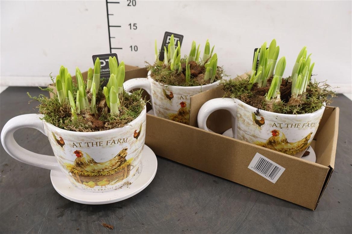 <h4>* Arr Ptnp4505 Kop & Schotel & Narcis Tete A Tete</h4>