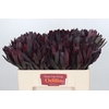 Leucadendron Saf Sunset Dark R.