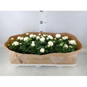 Ranunculus  'Sprinkles White'