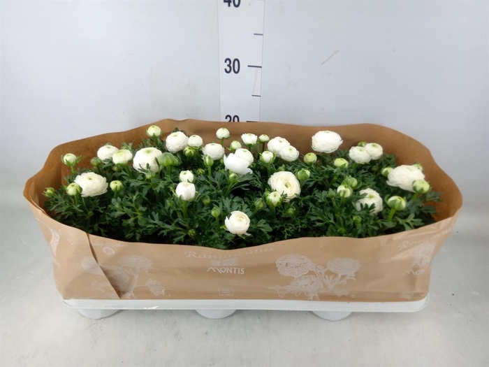 <h4>Ranunculus  'Sprinkles White'</h4>