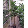 Ficus lyrata