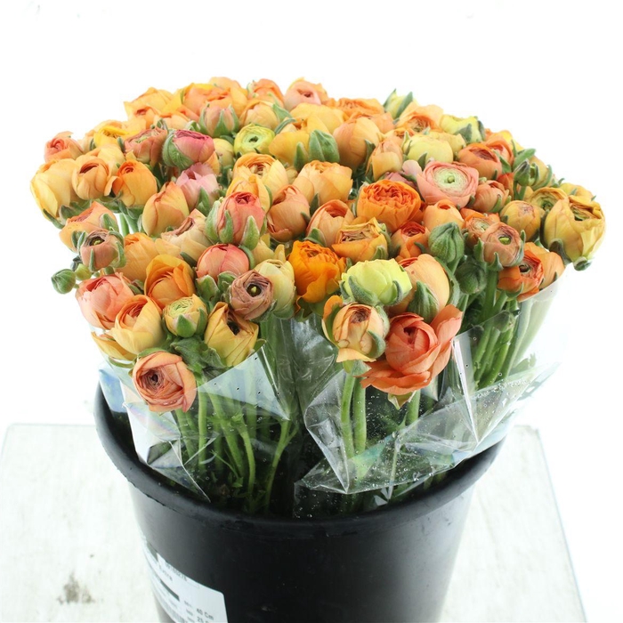 <h4>Ran El Apricot Extra</h4>