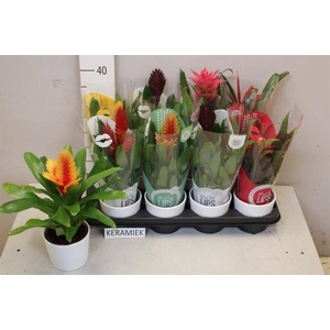 BROMELIA GEM