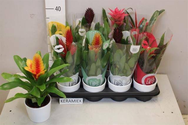 BROMELIA GEM