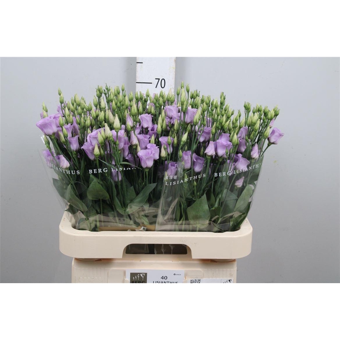 <h4>Eus E Picco Lavender</h4>