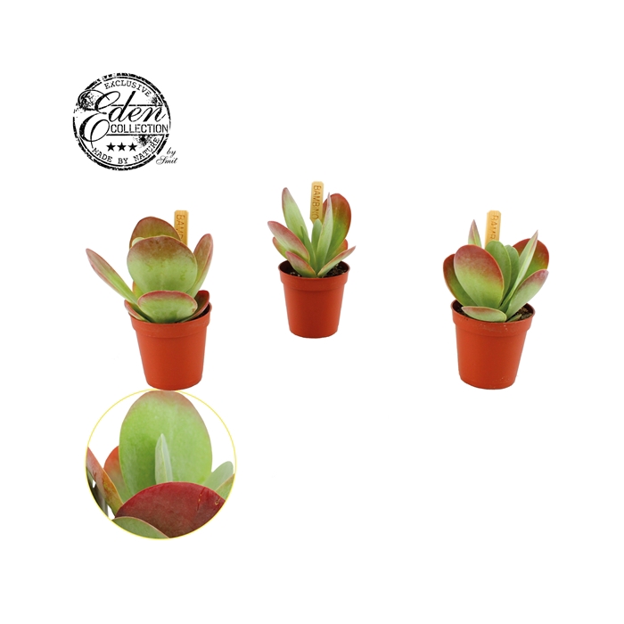 <h4>Kalanchoe Thyrsiflora 5,5cm</h4>