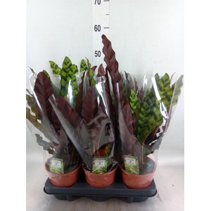 Calathea lancifolia