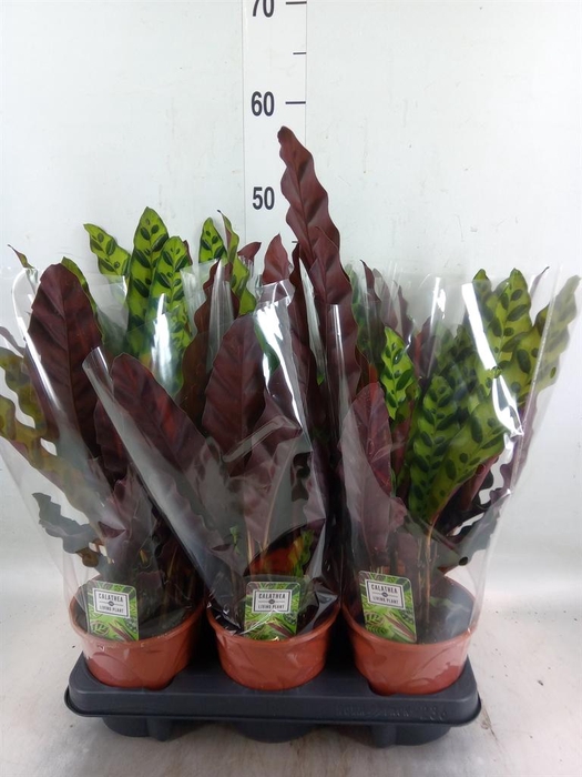 <h4>Calathea lancifolia</h4>