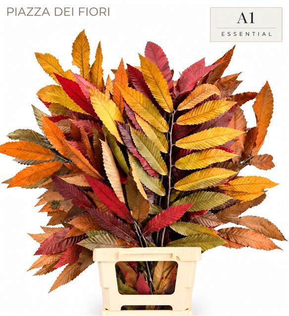 <h4>Castagno Preserved Mix (chestnut,kastanje)</h4>
